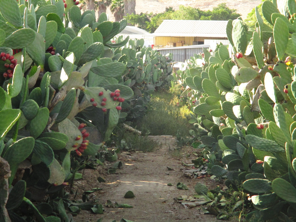 Cactus plantation