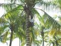 #7: Muniyandi cutting coconuts for us