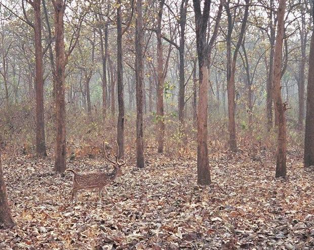 Spotted Deer in Nagahole National Park