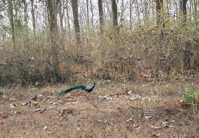 Peacock in Nagarhole National Park