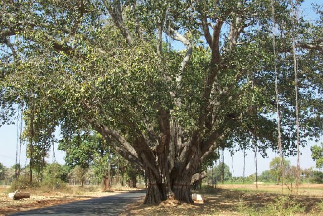 Banyan trees on the way to Kollegal