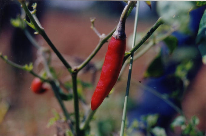 An important looking chile....and rightly so