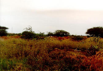 #1: View south from confluence point