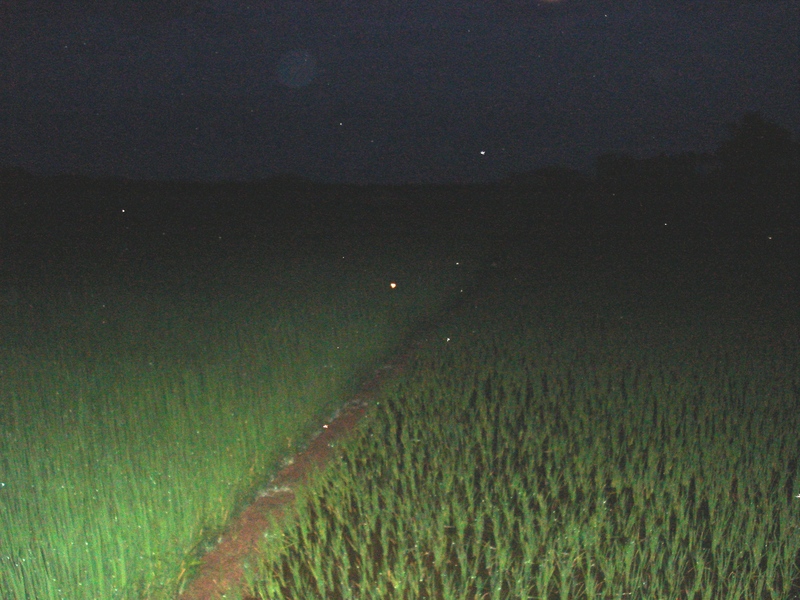 Confluence Point @ Left Rice Field