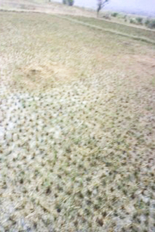 #1: Confluence point in the rice field. looking at East