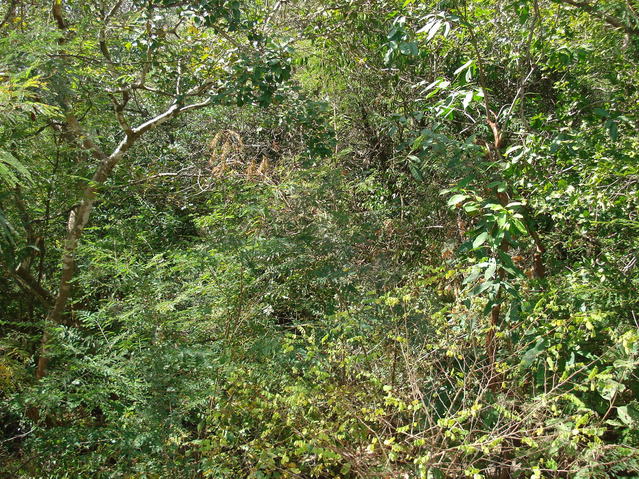 Thick thorny vegetation