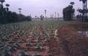 #10: Tobacco farm near 17N81E