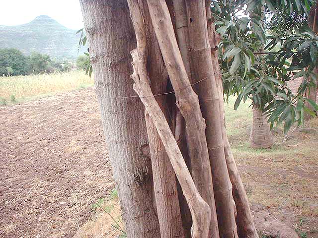 A tree near confluence point