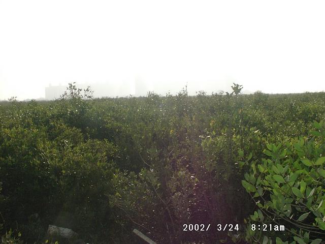 Marsh Land, with back groud of an Estate