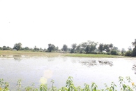 #4: Facing South - Confluence point and the pond