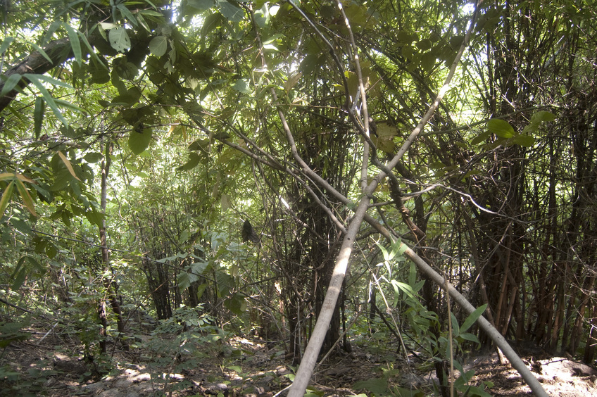 General    view  of  the   Confluence  Point