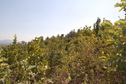 #3: View  of  the West of the Confluence Point 