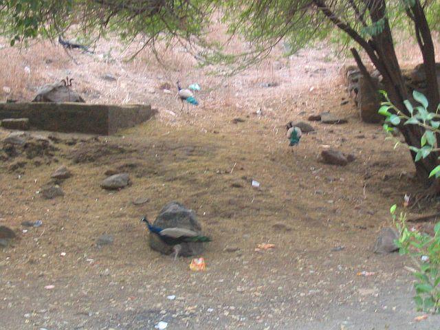 Peacocks seen in front of the Temple