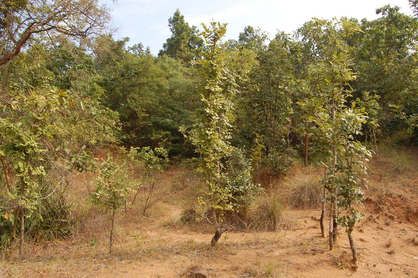 General    view  of  the   Confluence  Point