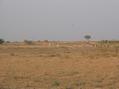 #10: Herd of Black Bucks near Confluence Point