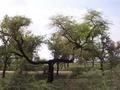 #8: A distinctive tree about 200m from the confluence.