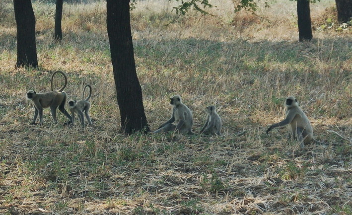 Nearby wildlife keeps an lookout