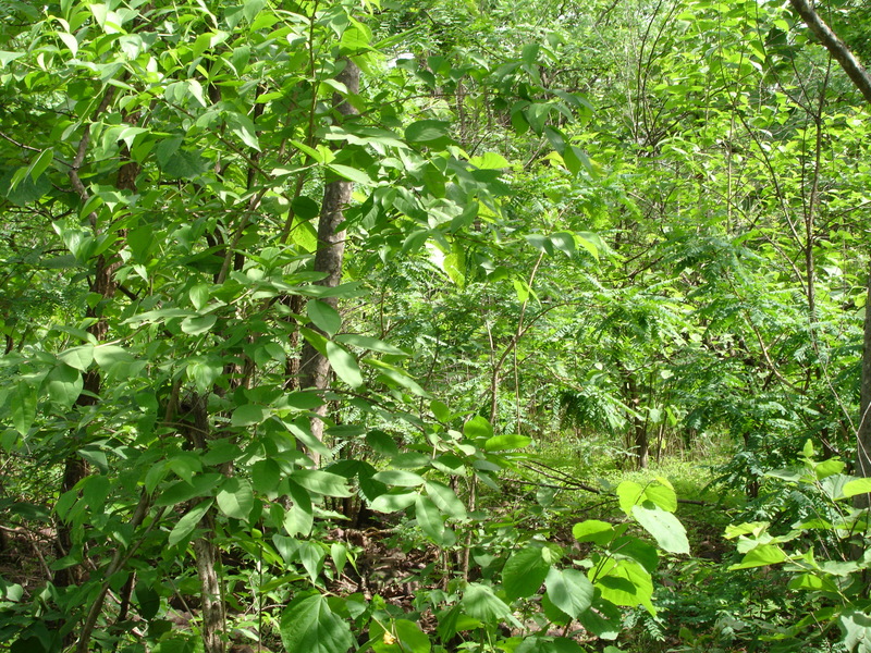 View of The Confluence Point