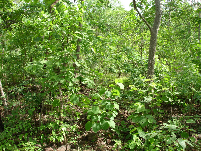 South As Seen From The Confluence Point