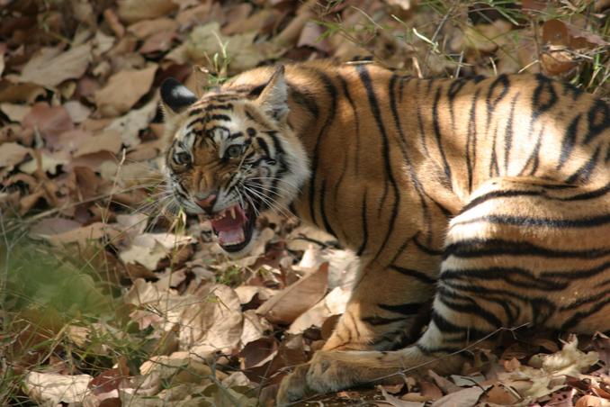 Tiger in Bandhavghar Wildlife Sanctuary, just an hour south of the confluence