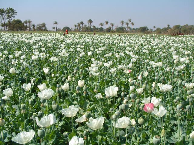 Poppy field for ever!