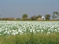 #7: Corn and poppy near the temple