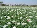 #8: Poppy field for ever!