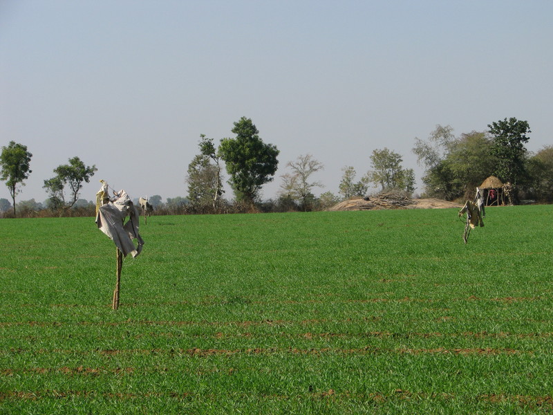 The scarecrows at the farmer's field.