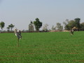 #7: The scarecrows at the farmer's field.