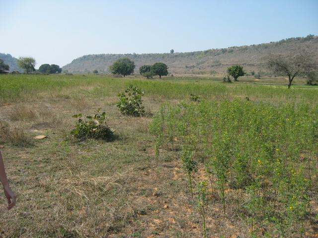 After leaving the road, we went through this field.  The confluence is just beyond the hill straight ahead.