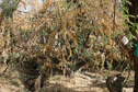 #2: View to the North from the Confluence (Showing the courtyard's fence, which is made from tree branches.)