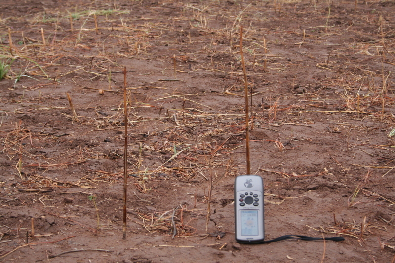 The mystery dry stems standing parallel, we found at the Confluence