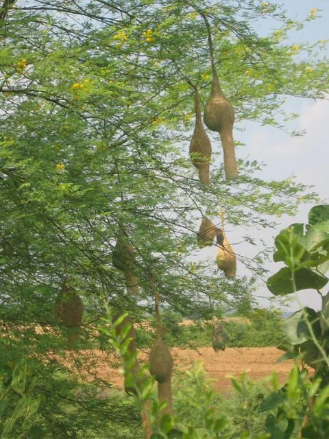 The Birds' Nests Tree