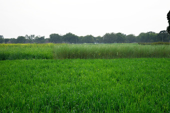 #1: The Confluence (where the shorter crop in the foreground - wheat - meets the taller crop - mustard - in the background and view to the South