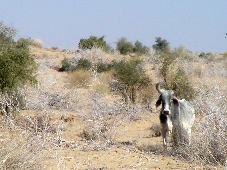 A cow near the confluence