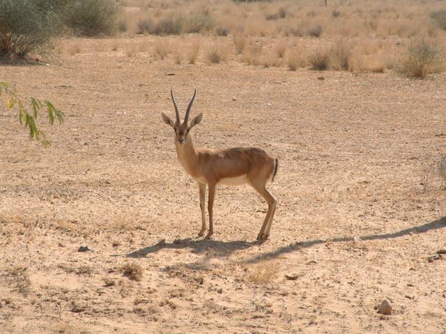 Gazelle