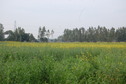 #10: Yellow fields of Mustard