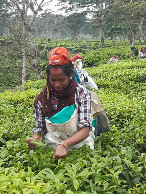 #6: tea picker