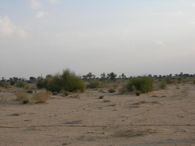 View from the confluence, looking South