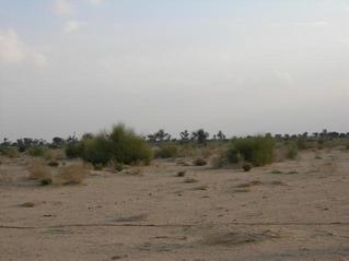 #1: View from the confluence, looking South