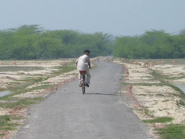 Antelope crossing the path in front of a bemused bicyclist