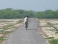 #6: Antelope crossing the path in front of a bemused bicyclist