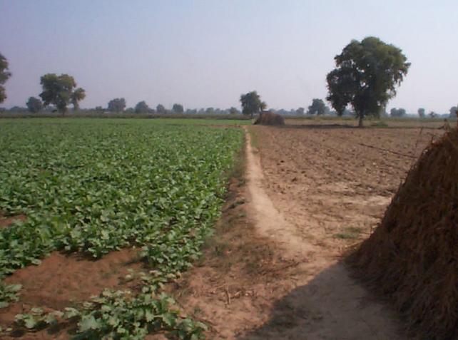 The confluence is about two meters ahead, in this field