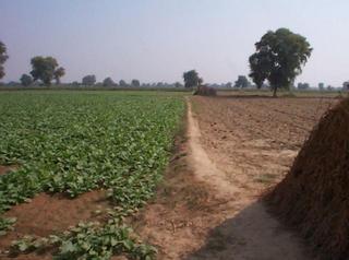 #1: The confluence is about two meters ahead, in this field