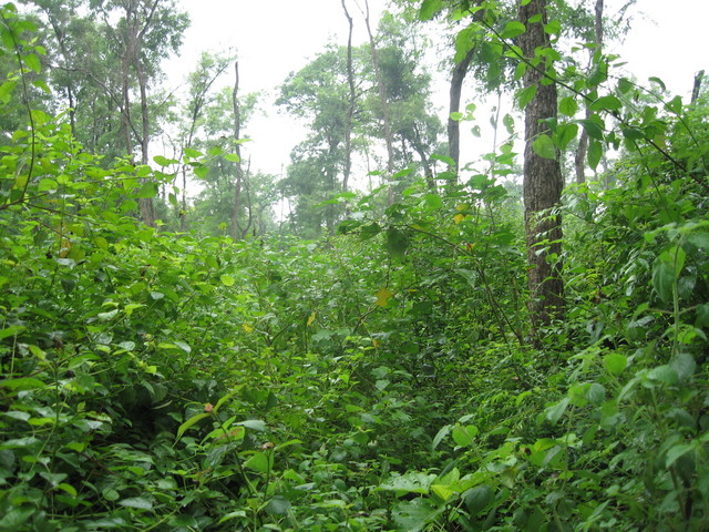 View #2 from the confluence point