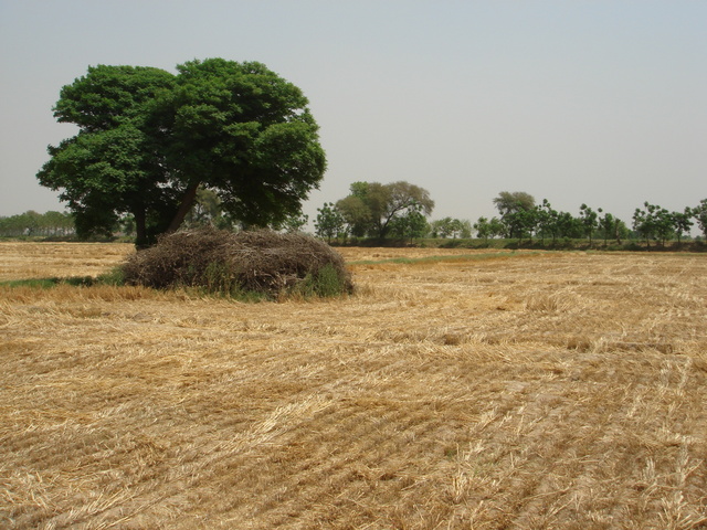 30N 75E, View of the confluence