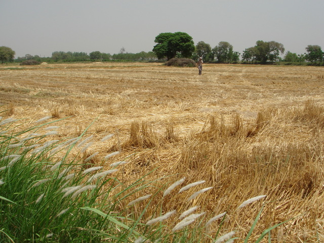 Wheat growing near the CP