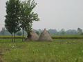 #8: Irrigated fields with haystacks and egrets