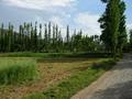 #5: The view to the southeast, across the road (about 15 feet away from the CP) showing the road we drove in on