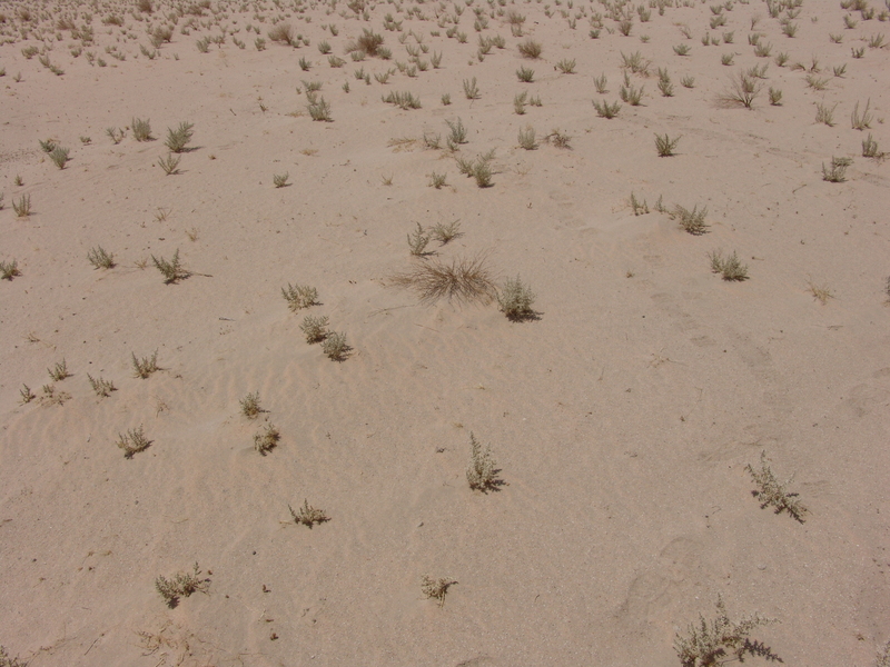 Closeup of the confluence point at 30N 47E